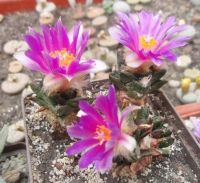 Ariocarpus bravoanus Garbar.jpg