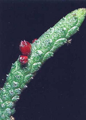 Echidnopsis-oviflora--1.jpg