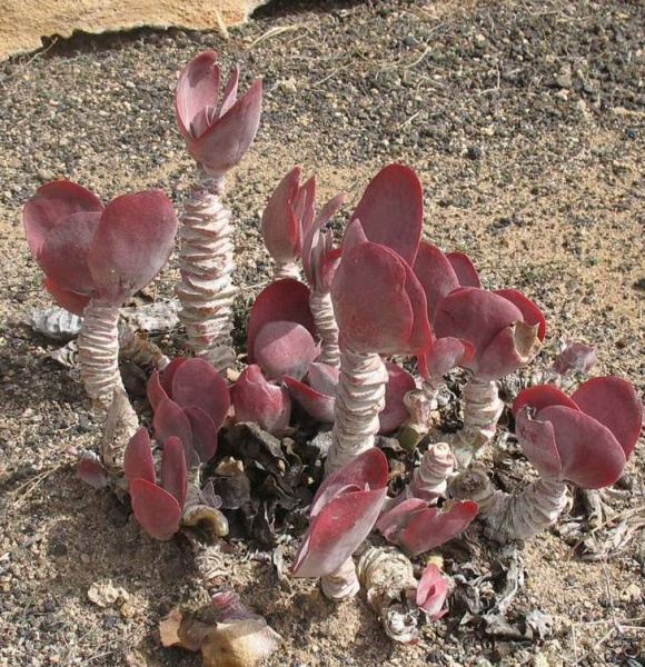 Файл:Kalanchoe thyrsiflora Doli.jpg