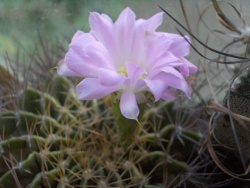 Acanthocalycium violaceum