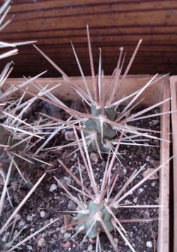 CYLINDROPUNTIA tunicatа