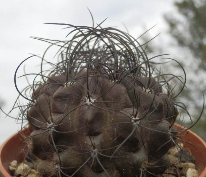 Файл:Neoporteria crispa.jpg