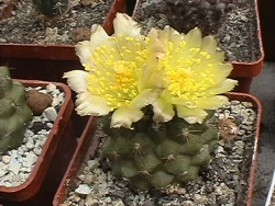 Copiapoa longispina