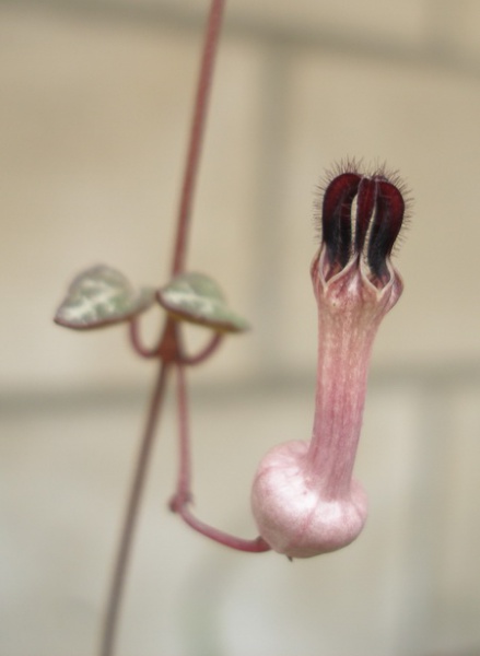 Файл:Ceropegia woodii 2.jpg