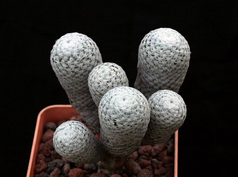 Файл:Mammillaria herrerae Navajo.jpg