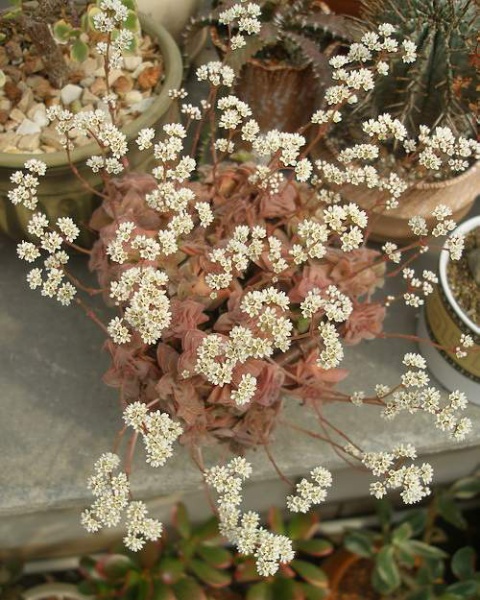 Файл:Crassula intermedia flowers Iv.jpg