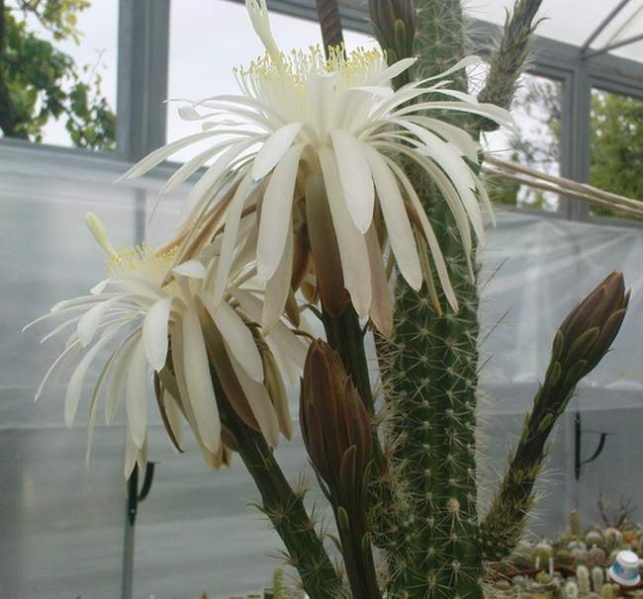 Файл:Nyctocereus serpentinus flower-Klimanov.jpg