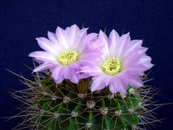 Acanthocalycium violaceum