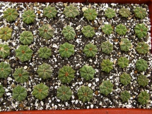 Aztekium ritteri