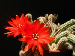 CHAMAECEREUS silvestrii