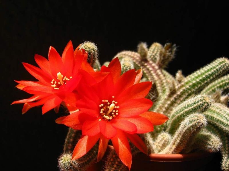 Файл:Chamaecereus silvestrii Baschuk.jpg