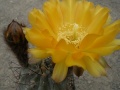 Acanthocalycium glaucum flower.jpg