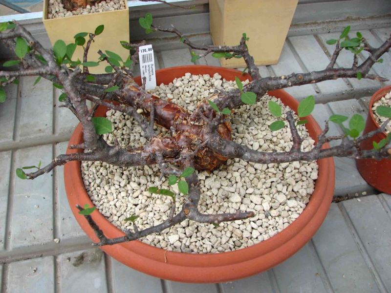 Файл:Bursera simplicifolia 1.jpg
