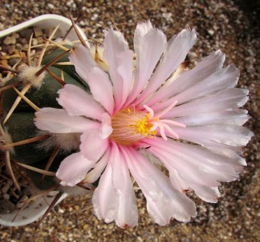 Файл:Echinocactus horizonthalonius Charcas.jpg