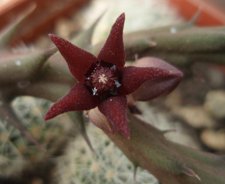 Файл:Orbea subterranea.jpg