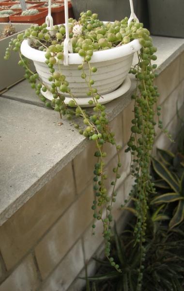 Файл:Senecio rowleanus1 Iv.jpg