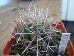 Coryphantha scheeri