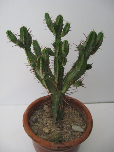 Файл:EUPHORBIA ENOPLA.jpg