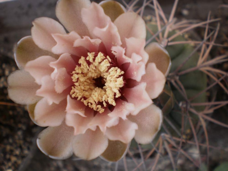 Файл:Gymnocalycium spegazzinii Kovtun.jpg