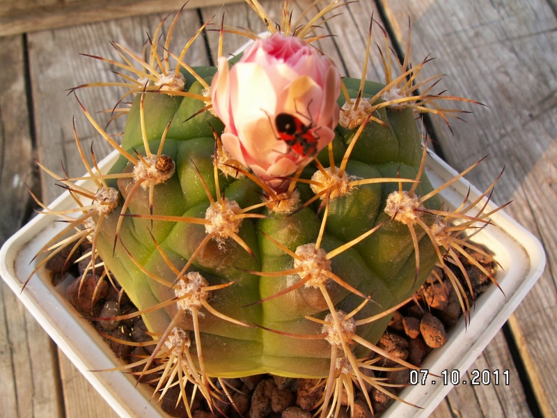 Файл:Gymnocalycium hammerschmidii Gruzdov.jpg