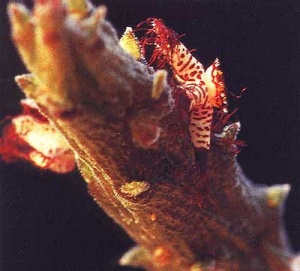 Rhytidocaulon-speckii1.jpg