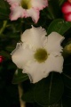 Adenium cv.'White Lotus Star'1.jpg