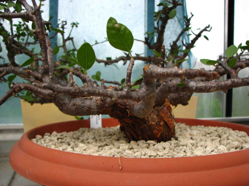Файл:Bursera simplicifolia.jpg