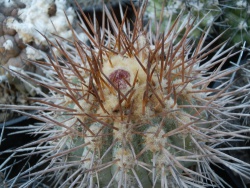 Copiapoa echinoides