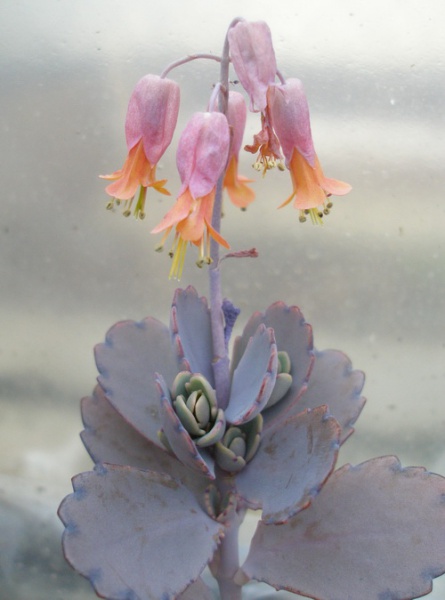 Файл:Kalanchoe fedtschenkoi Iv.jpg