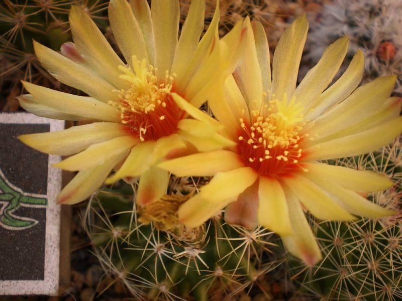 Файл:Hamatocactus setispinus Kovtun.jpg