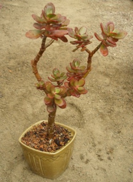 Файл:Crassula ovata cv. 'Compacta'.jpg