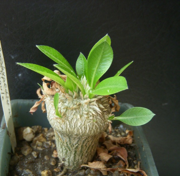 Файл:Pachypodium brevicaule Navajo.jpg