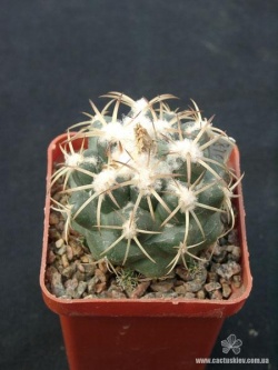 Coryphantha andreae