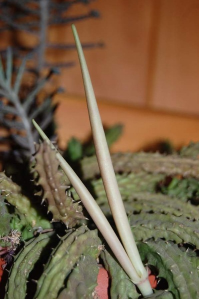 Файл:Huernia keniensis fruit.jpg