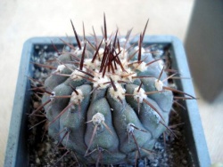 Copiapoa columna-alba