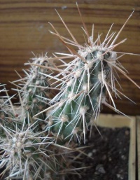 CYLINDROPUNTIA rosarica