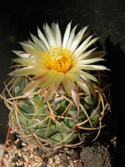 Coryphantha sulcolanata