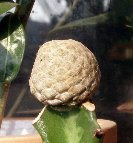 Файл:Euphorbia piscidermis VV.jpg