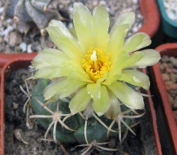 Coryphantha bumamma