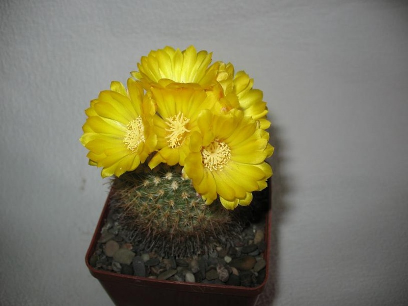 Файл:Parodia mutabilis v elegans.jpg
