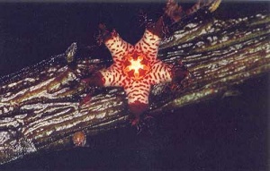 Rhytidocaulon-speckii.jpg