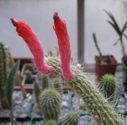 CLEISTOCACTUS smaragdiflorus