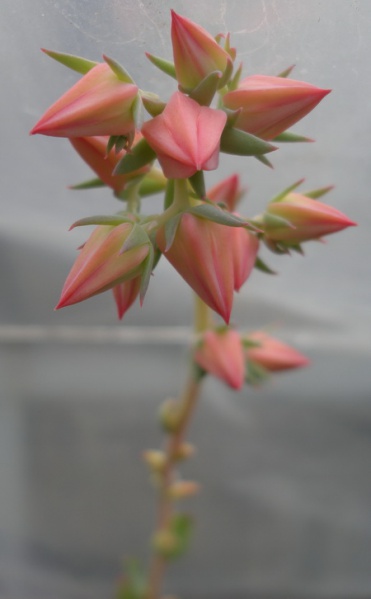 Файл:Echeveria gigantea 1.jpg