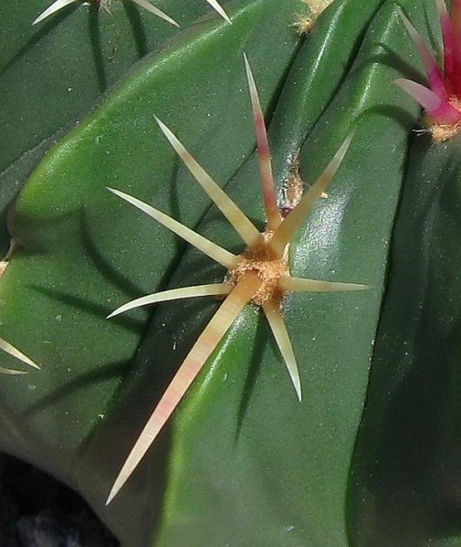 Файл:Ferocactus macrodiscus Martian.jpg