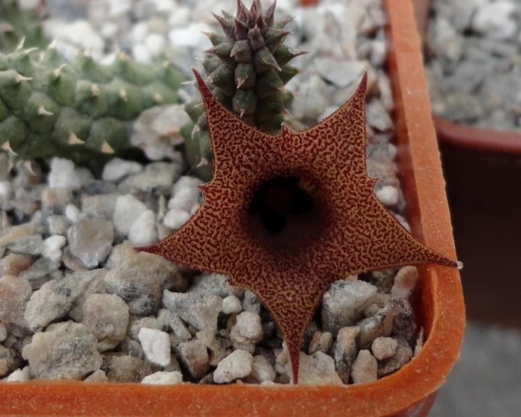 Файл:Huernia echidnopsisoides.jpg