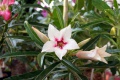 Adenium cv. 'Canary Bird (Peach)'2.jpg