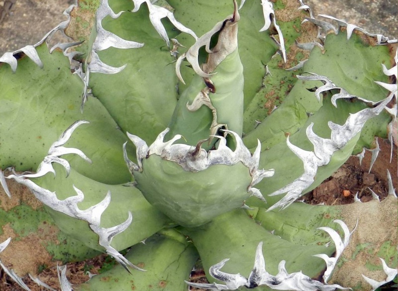 Файл:Agave titanota1.jpg