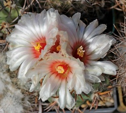 Coryphantha poselgeriana v. valida