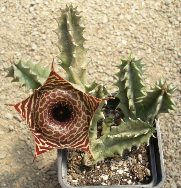 Файл:Huernia guttata subsp reticulata.jpg
