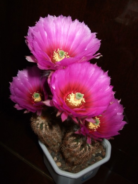 Файл:Echinocereus fitchii 158.jpg